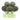 PALM PALS LUIGI BROCCOLI